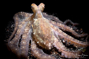 Octopussy, Lembeh strait, Sulawesi. by Filip Staes 